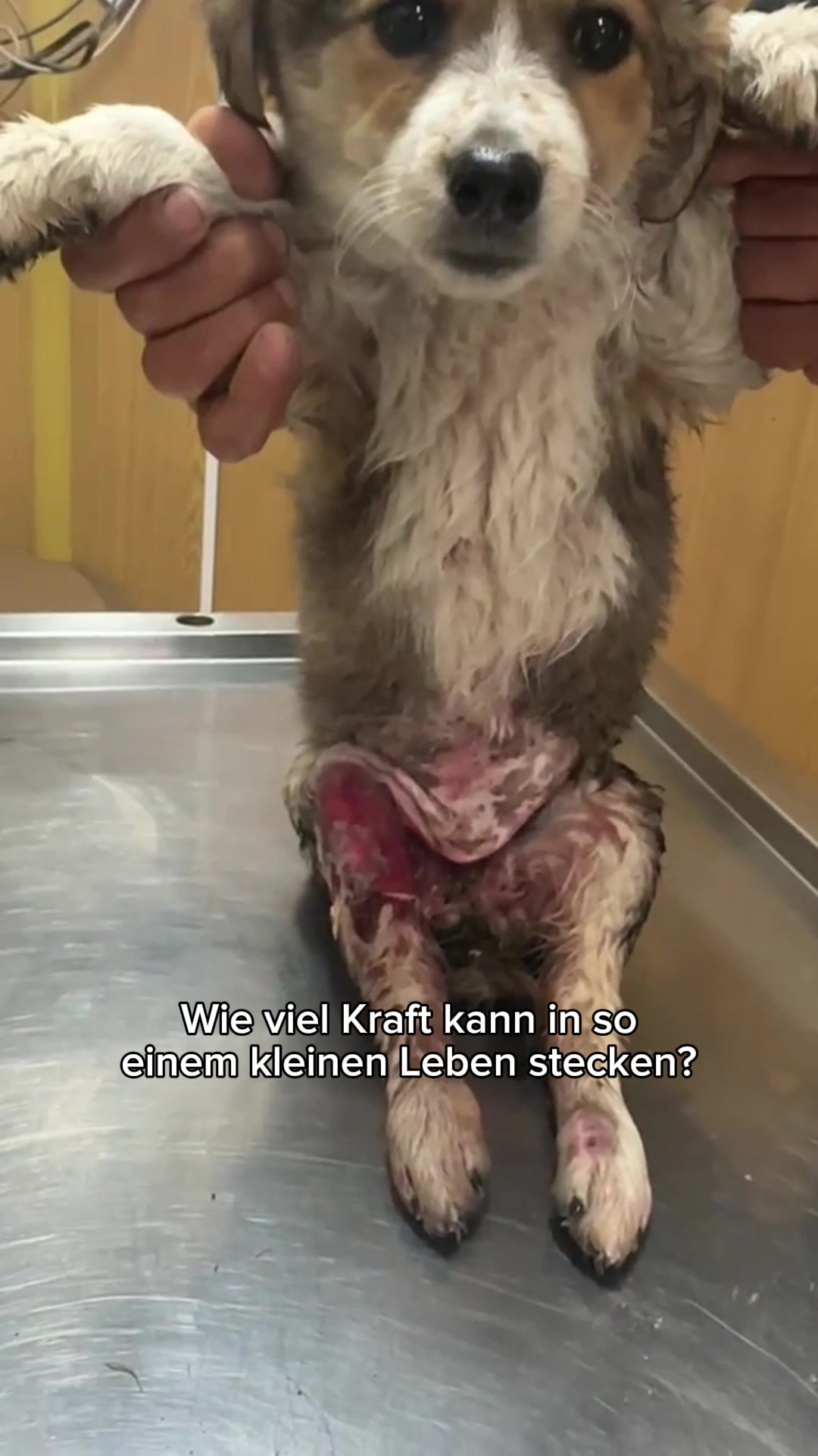 @SpecialDogs e.V.