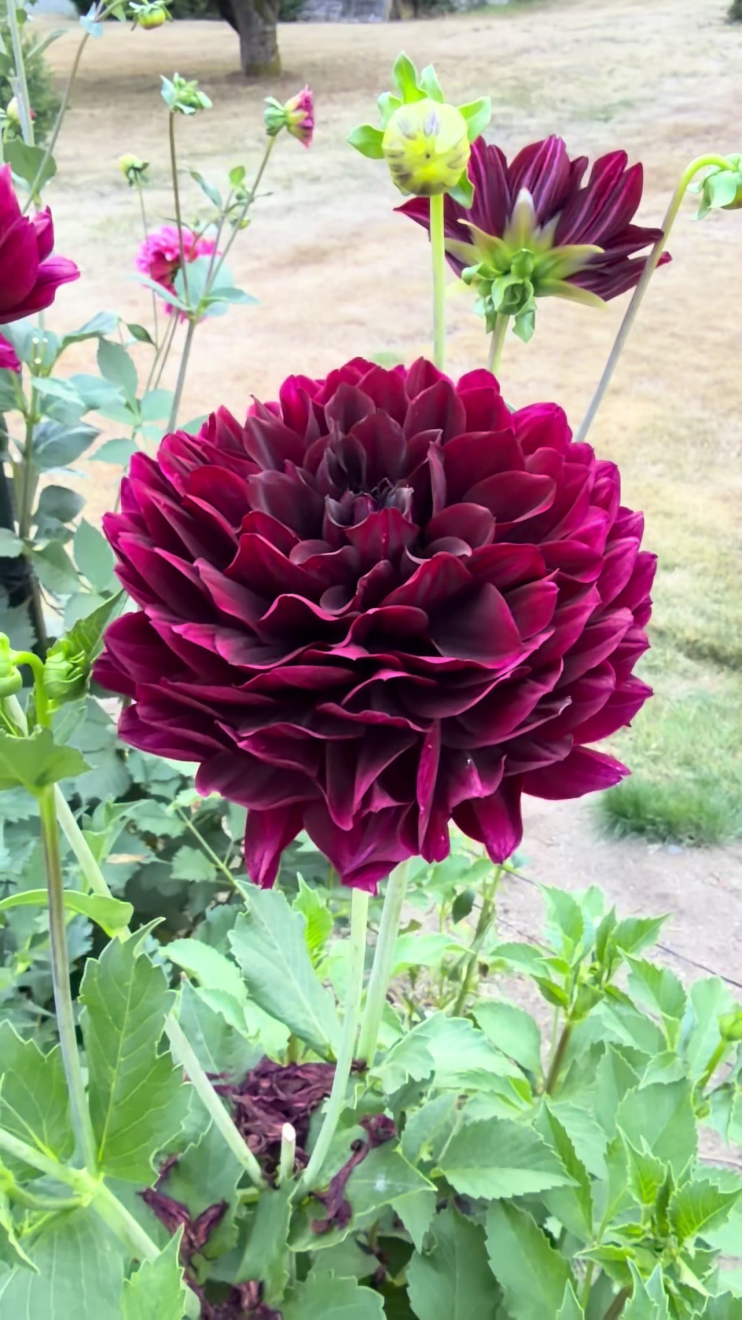 @Only The Pretty Petals