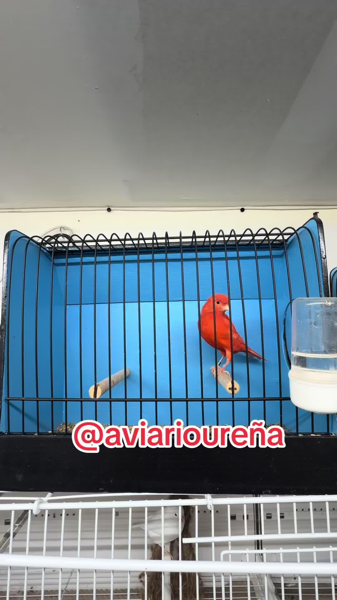 @AviarioUreña
