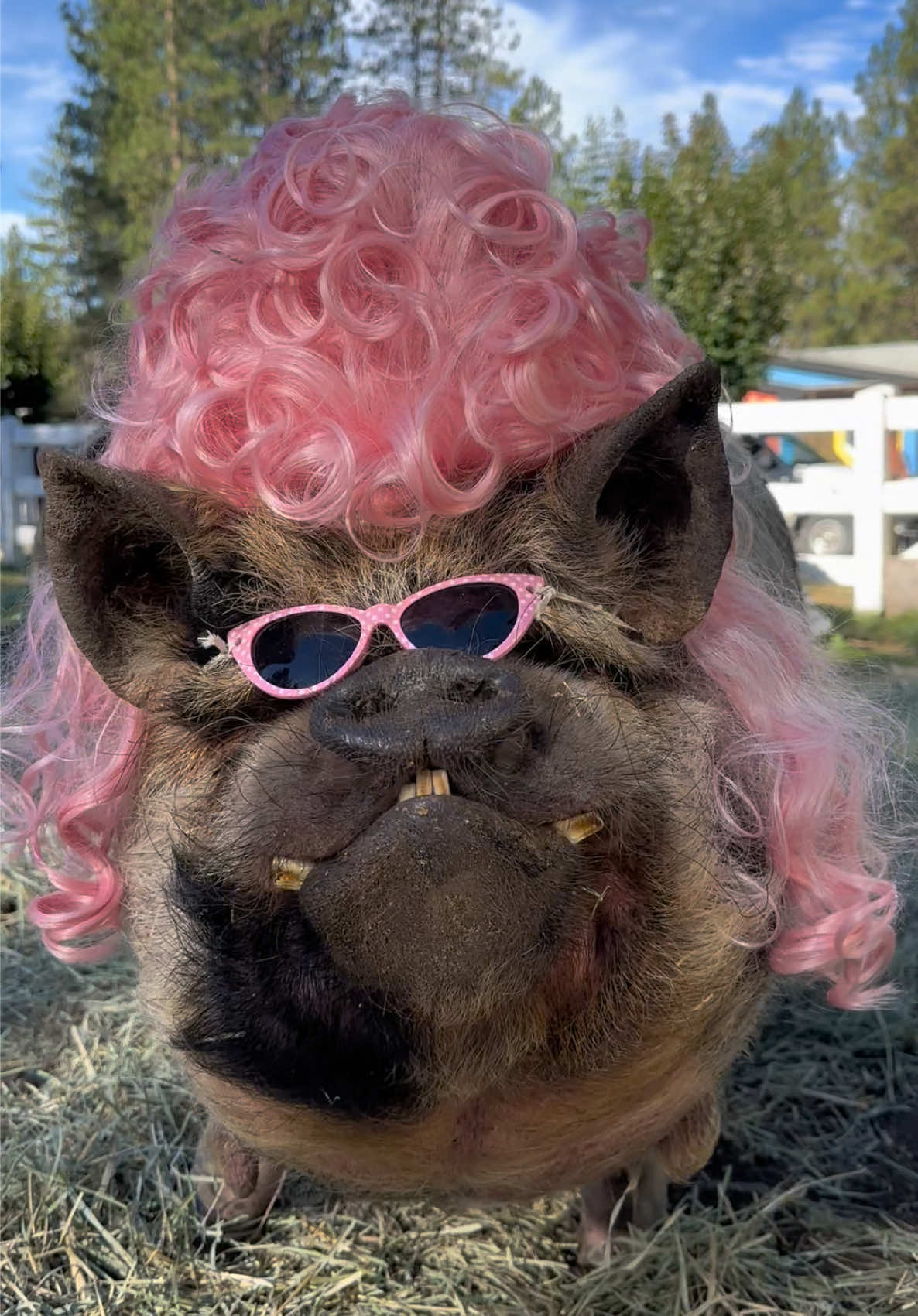 @thewinstonthepig