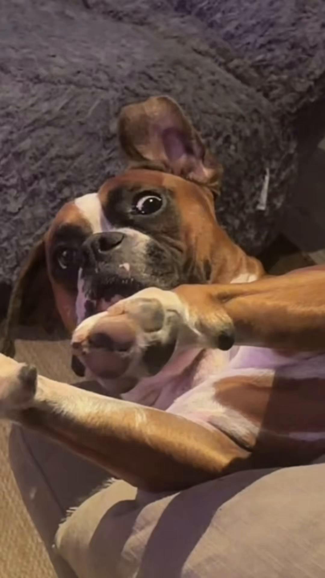 @Persian Wolf 🐺