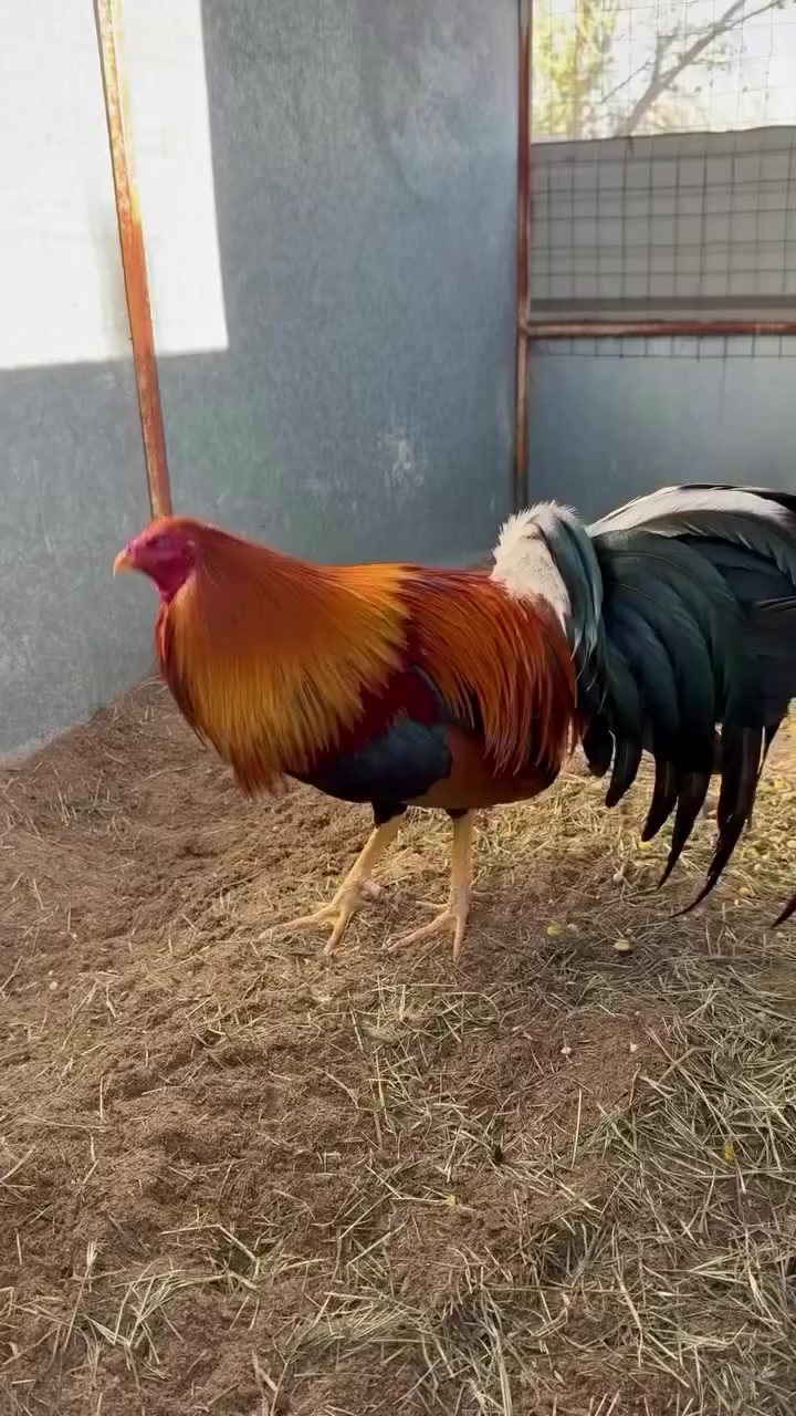 @Zoren ka manok tv