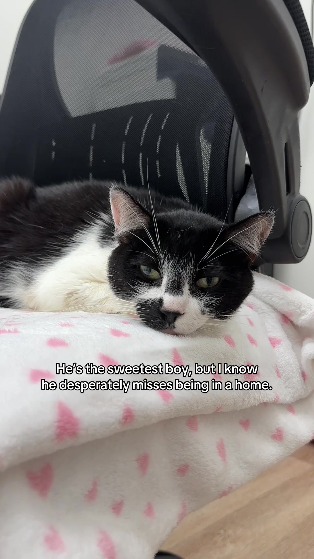 @Deanna | ATL Animal Rescue 🖤