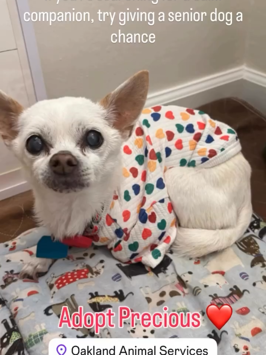 @Oakland Animal Services
