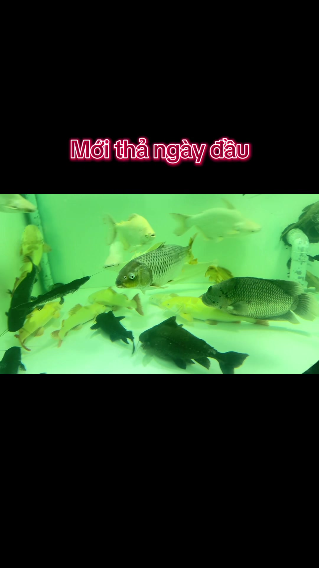 @Phát Đạt Bán Cá 😎🐠🦈