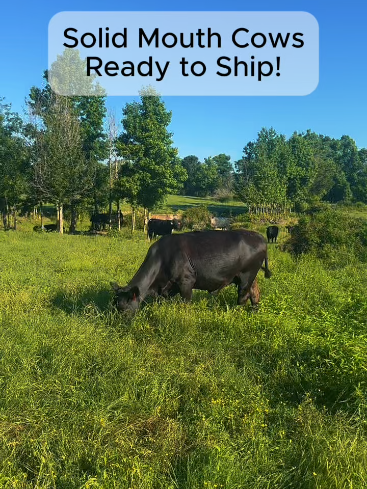 @Rutherford Land and Cattle