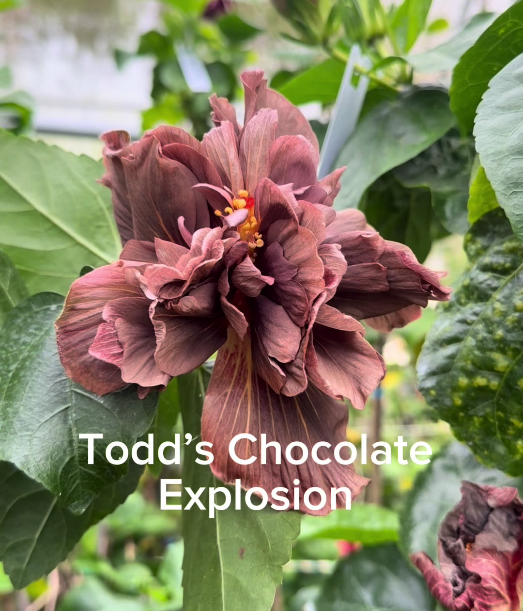 @Todd.Alvis