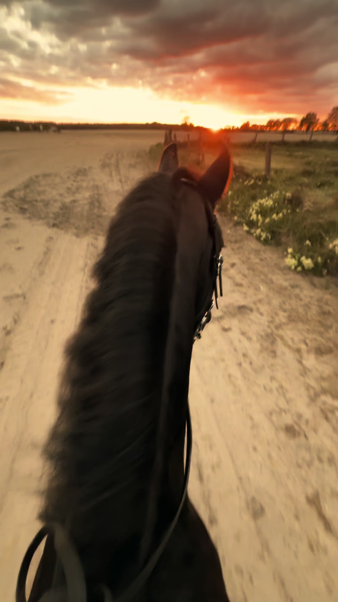 @Horses