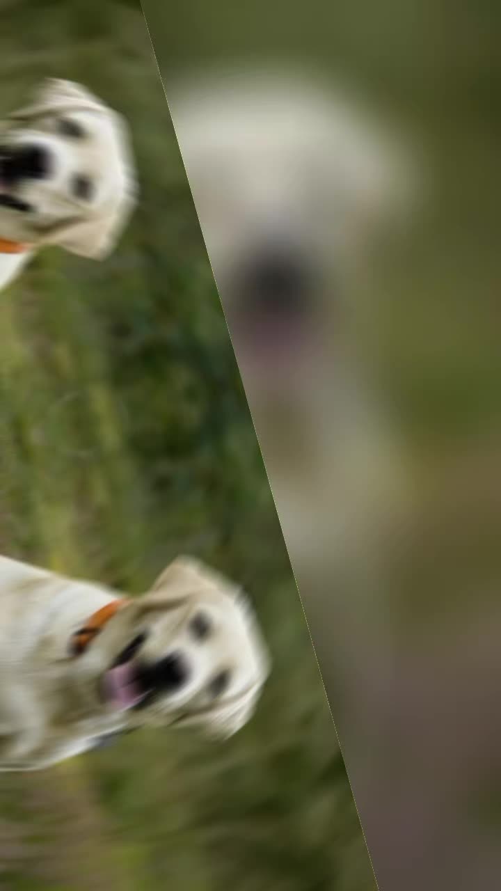 @dog lovers