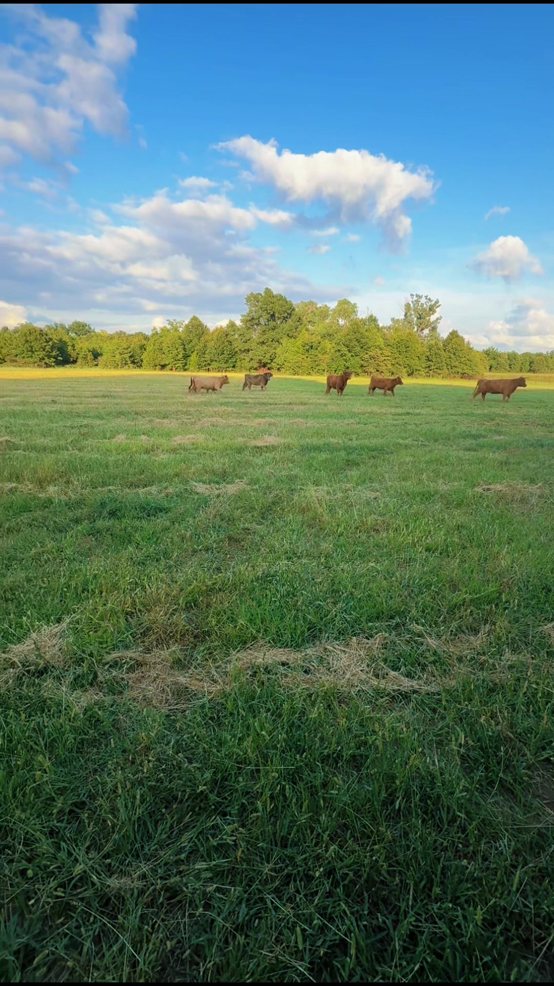 @Manley Cattle Co.