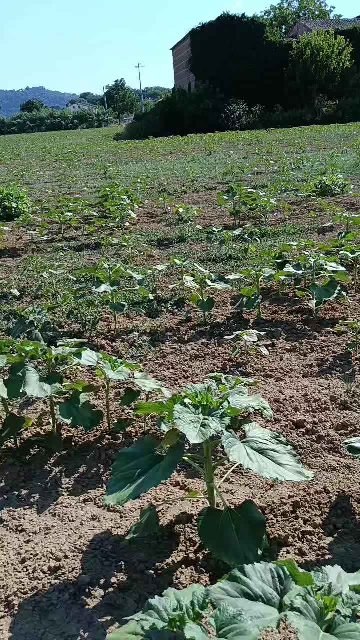 @Battista Fortunato