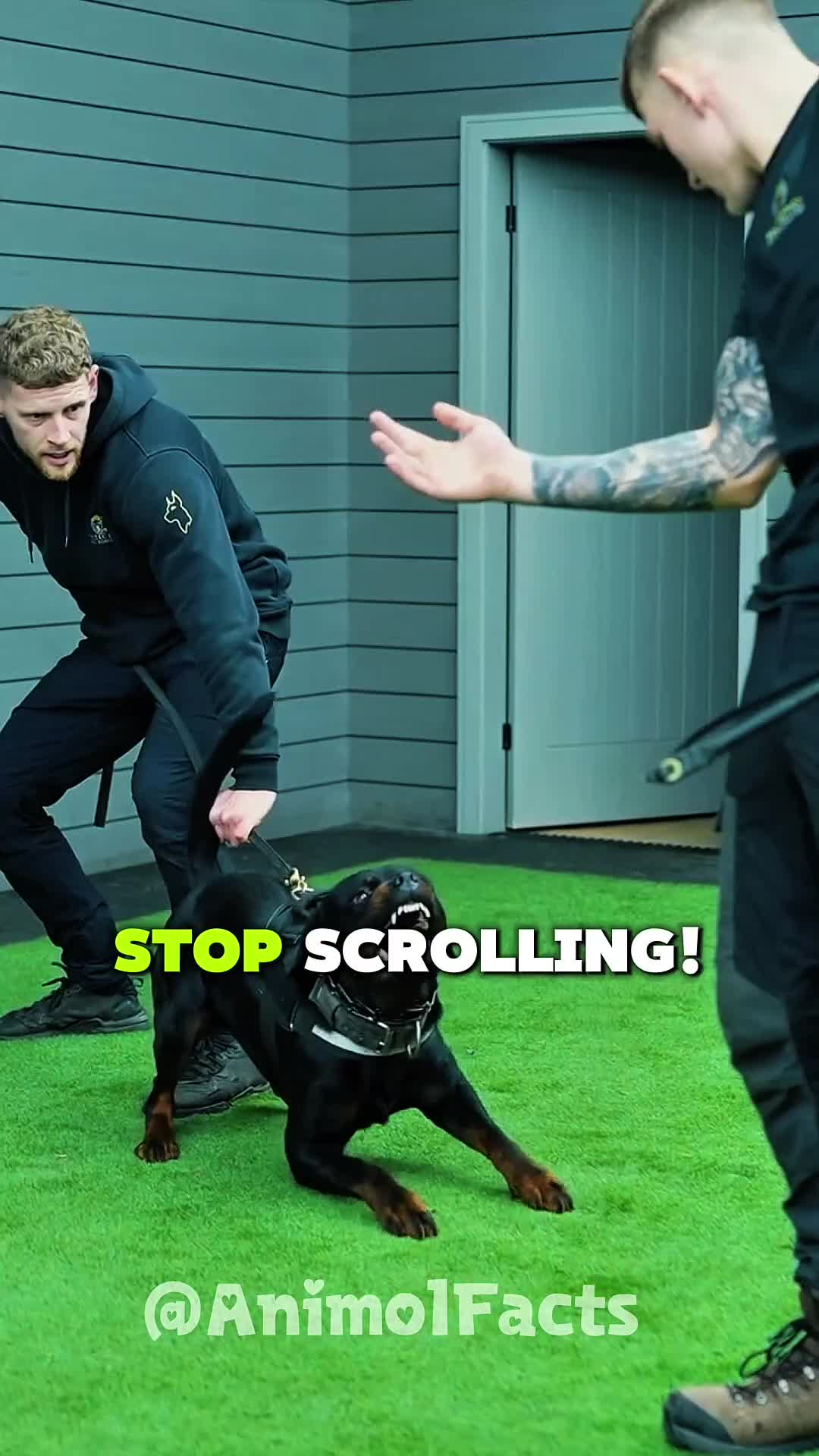 @animolfacts