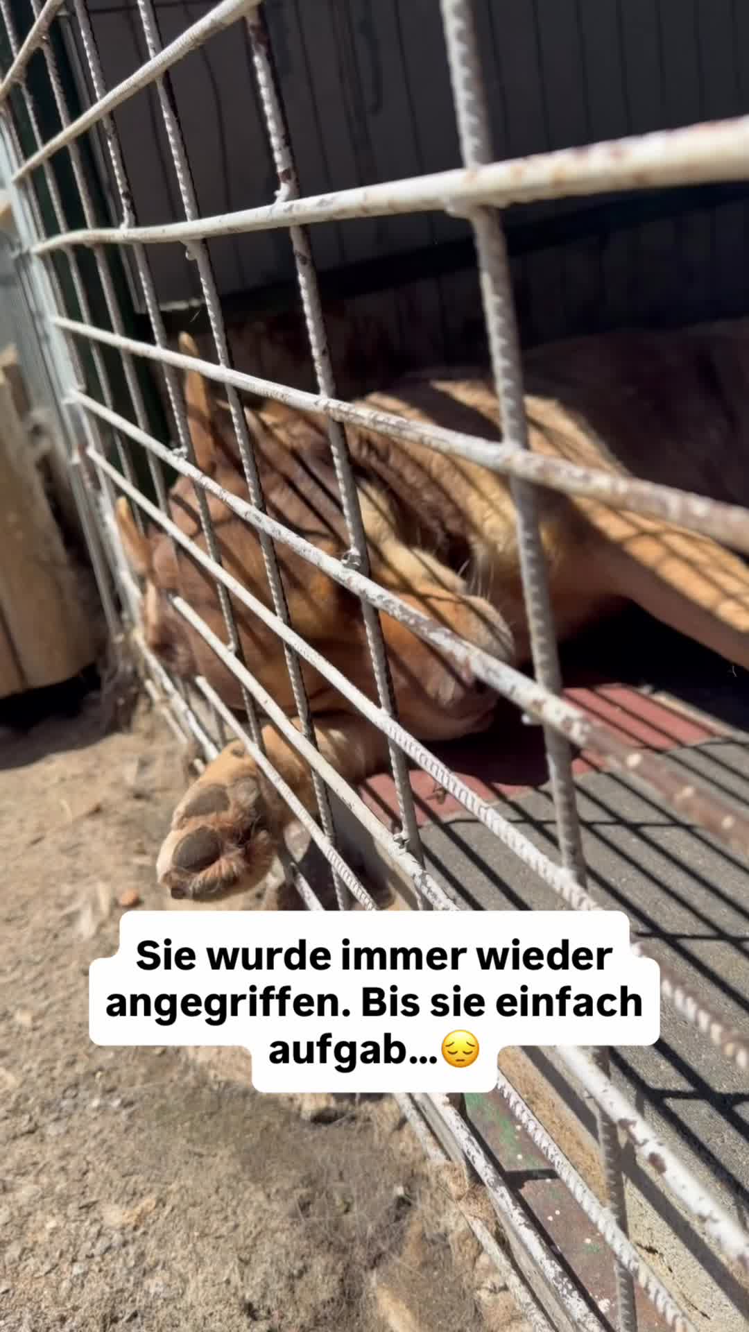 @Tierseelen 🐕
