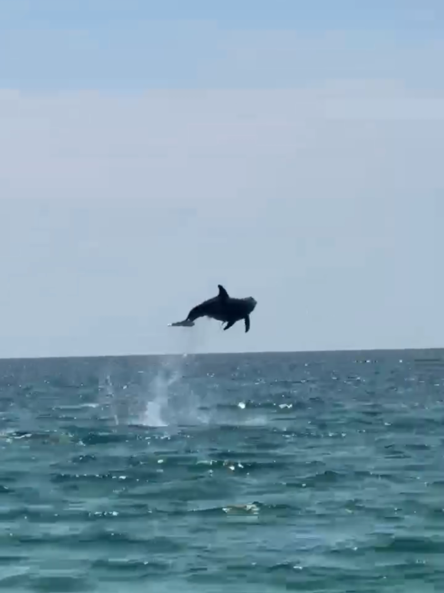@Shell Island Dolphin Tours 🐬