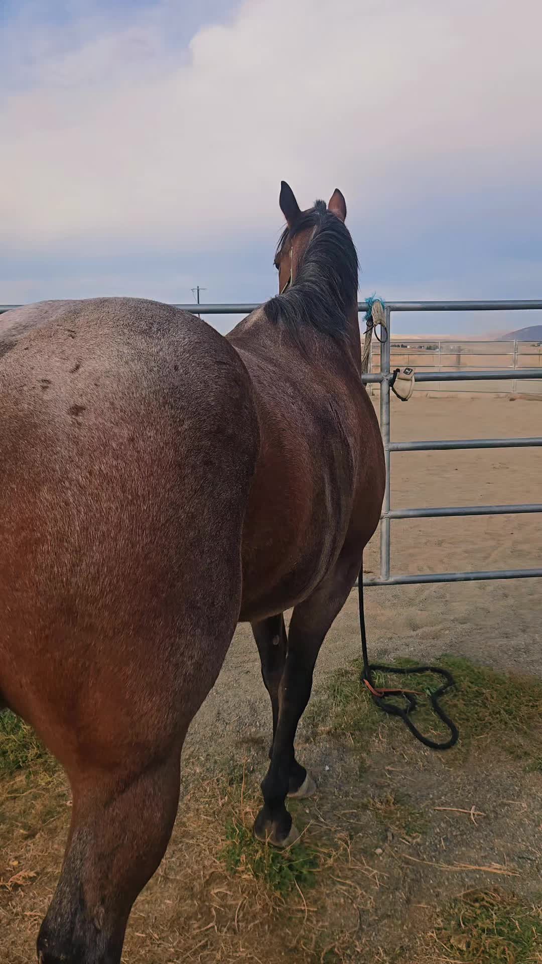 @Cowgirl Tuff Colt Training ❤️