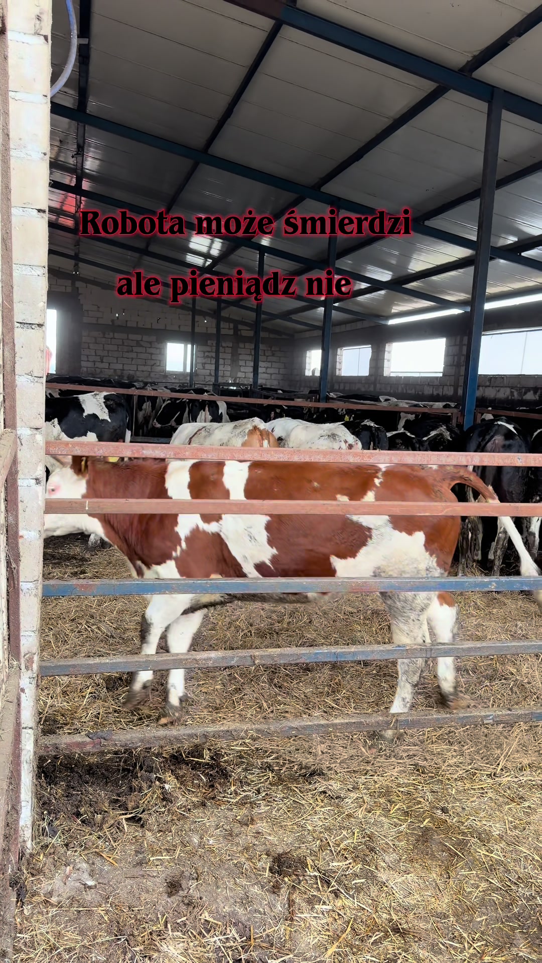 @Agro_dżAga