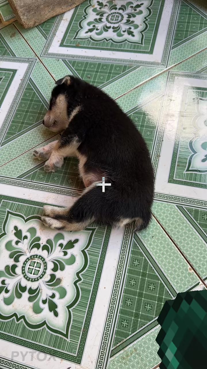@Pet❤️🔥