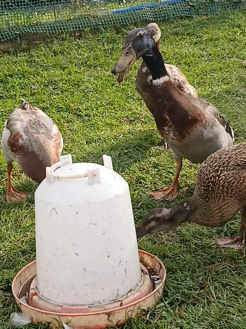 @Kaczogr&oacute;d u Milki🦆🦆🦆🦆