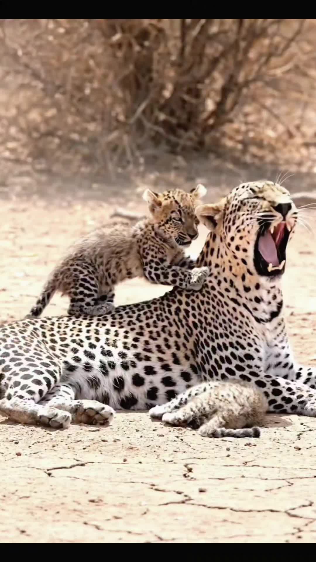 @SafariAnimalsHub