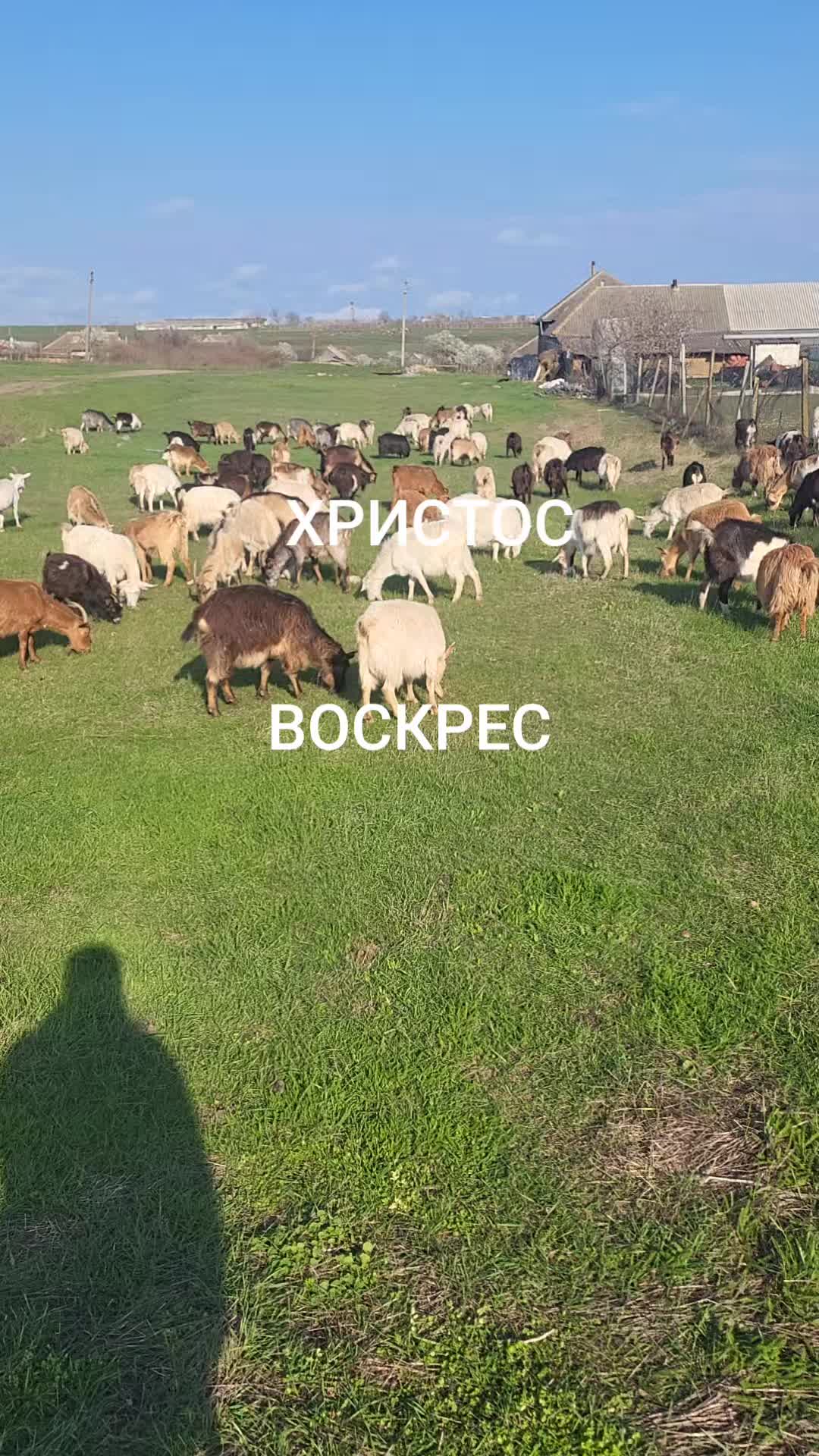 @А Х И Л Л Е С