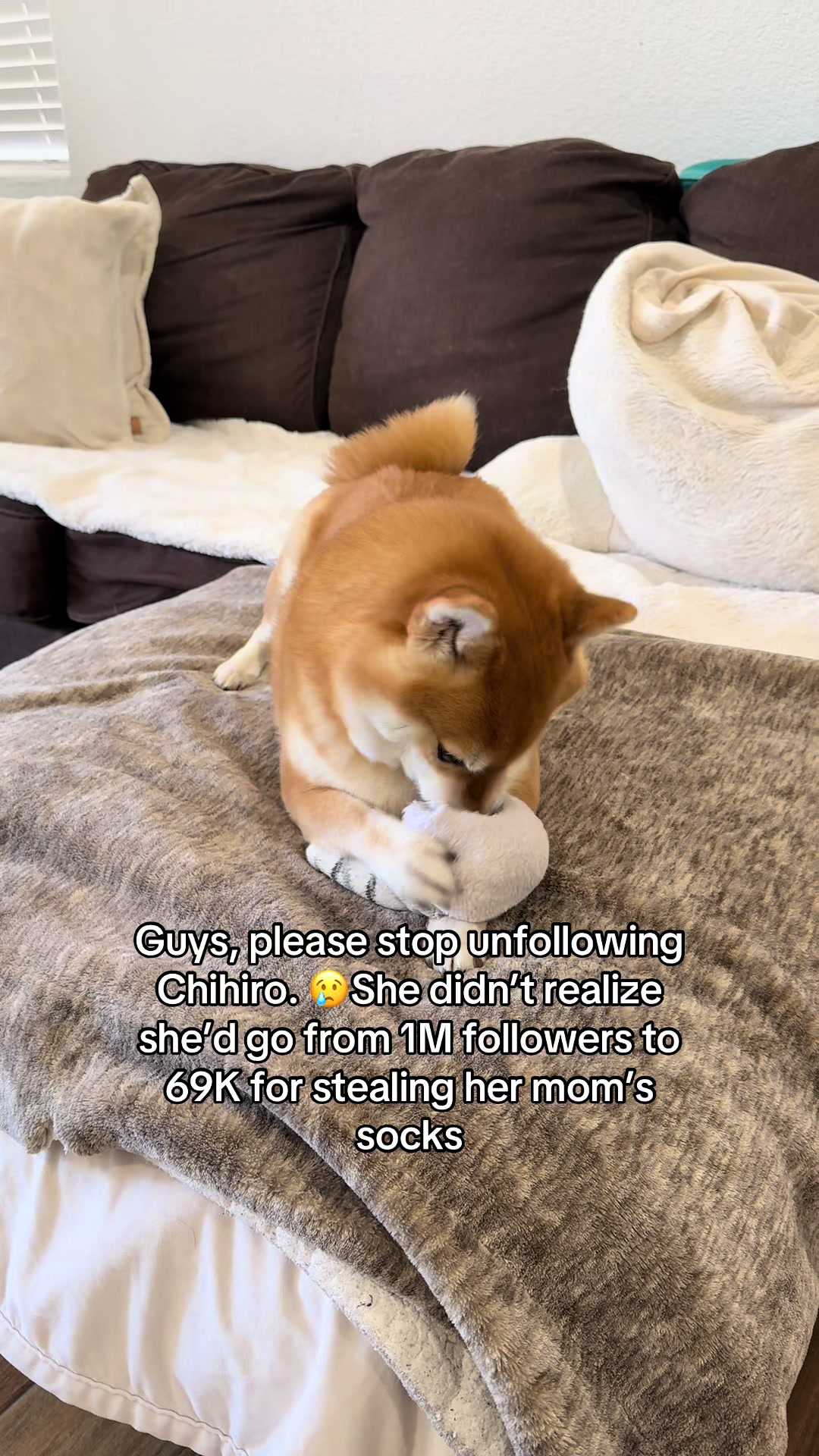 @Flock of Shibas 🐕🐕🐕
