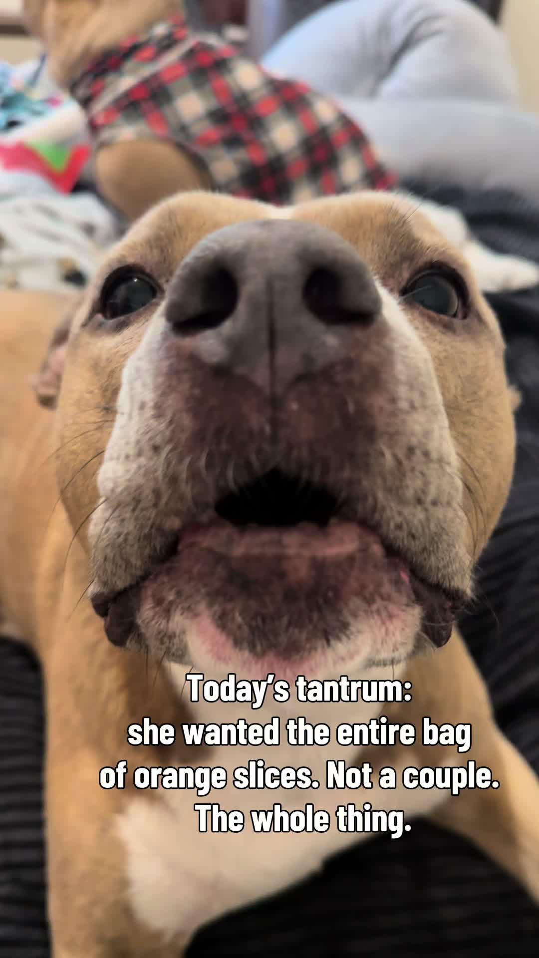 @Indie.pittie