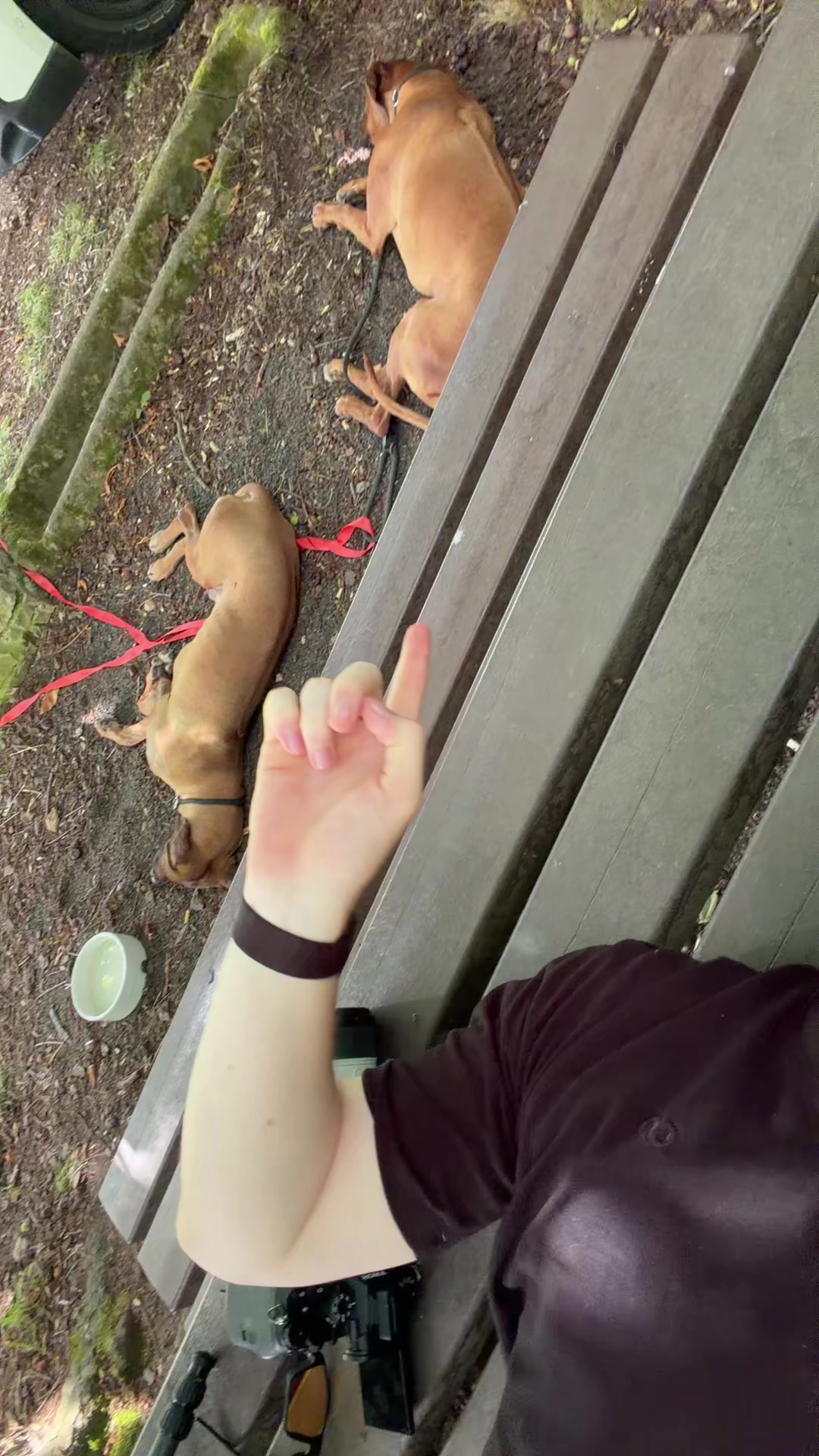 @Ridgeback Diaries