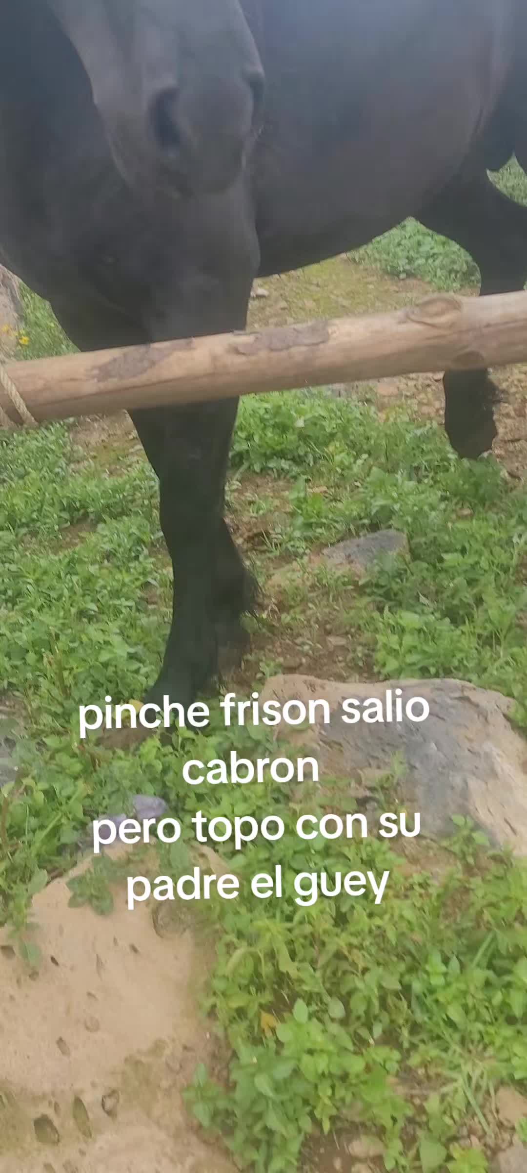 @RANCHOROSAS
