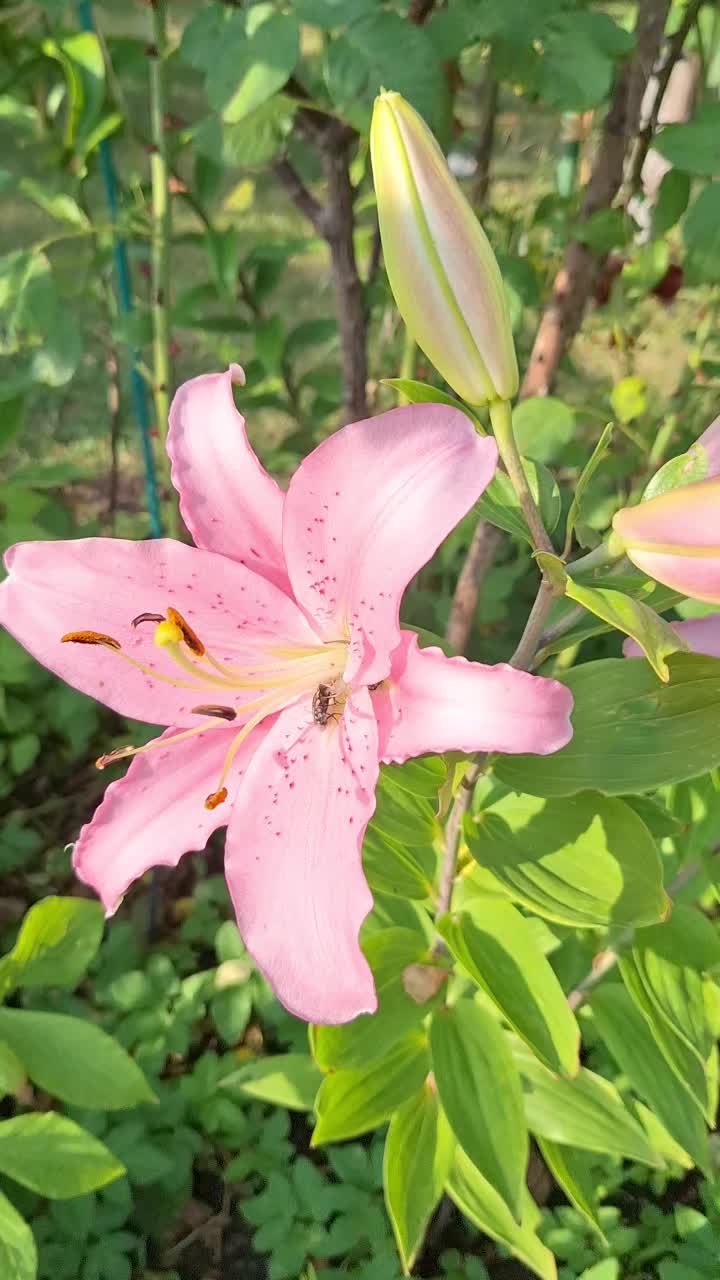 @Natur und Garten