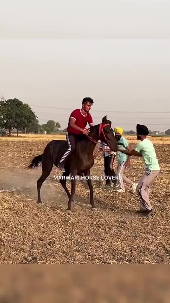 @🏇 MARWARI HORSE RACING 🏇