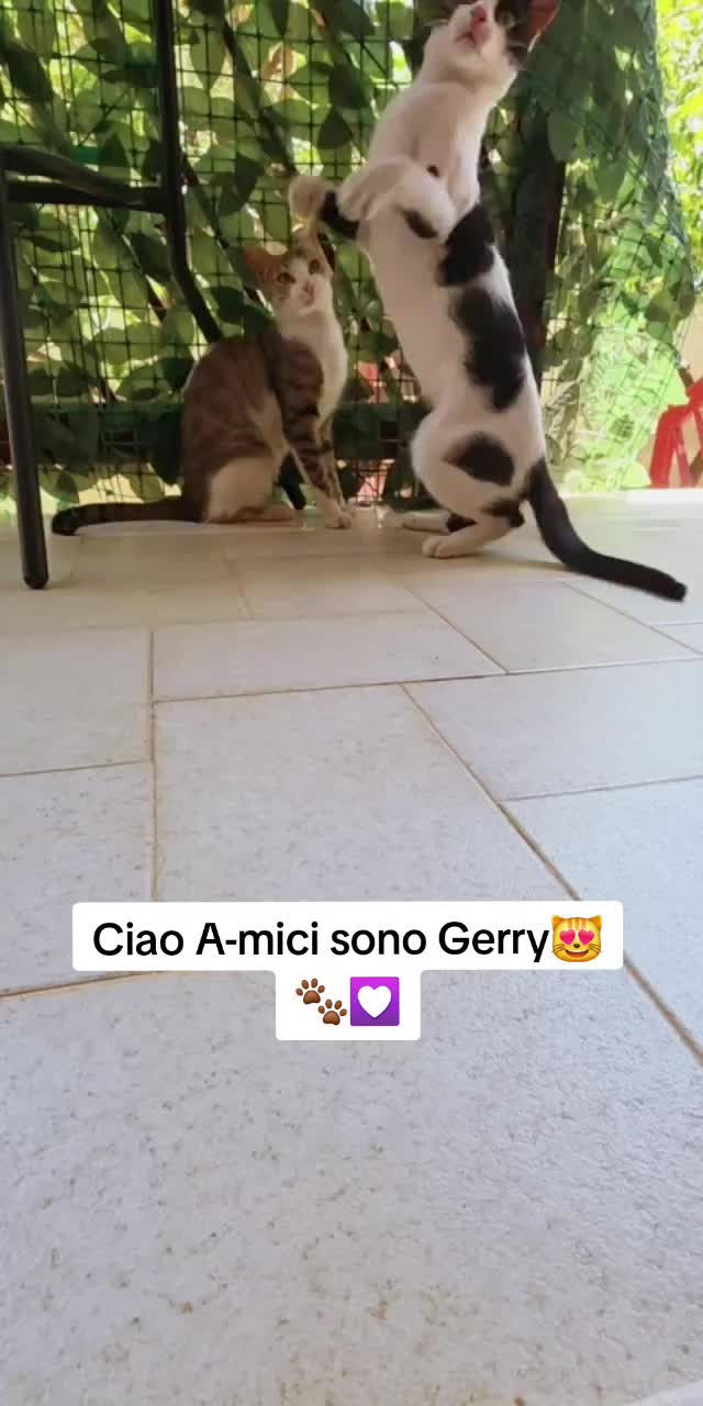 @AmiciMiao