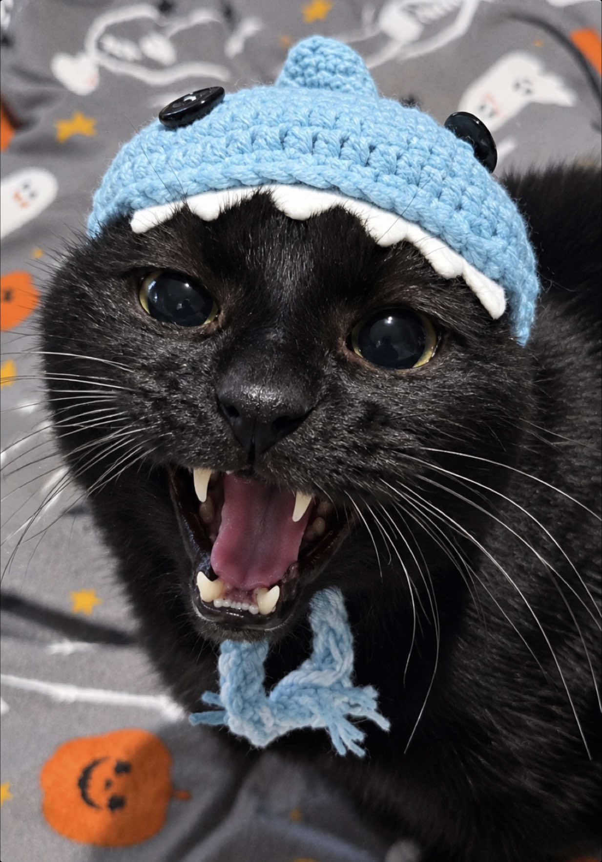 @Teefie_tribe 🐈&zwj;⬛🐈&zwj;⬛🐈🦷🦷
