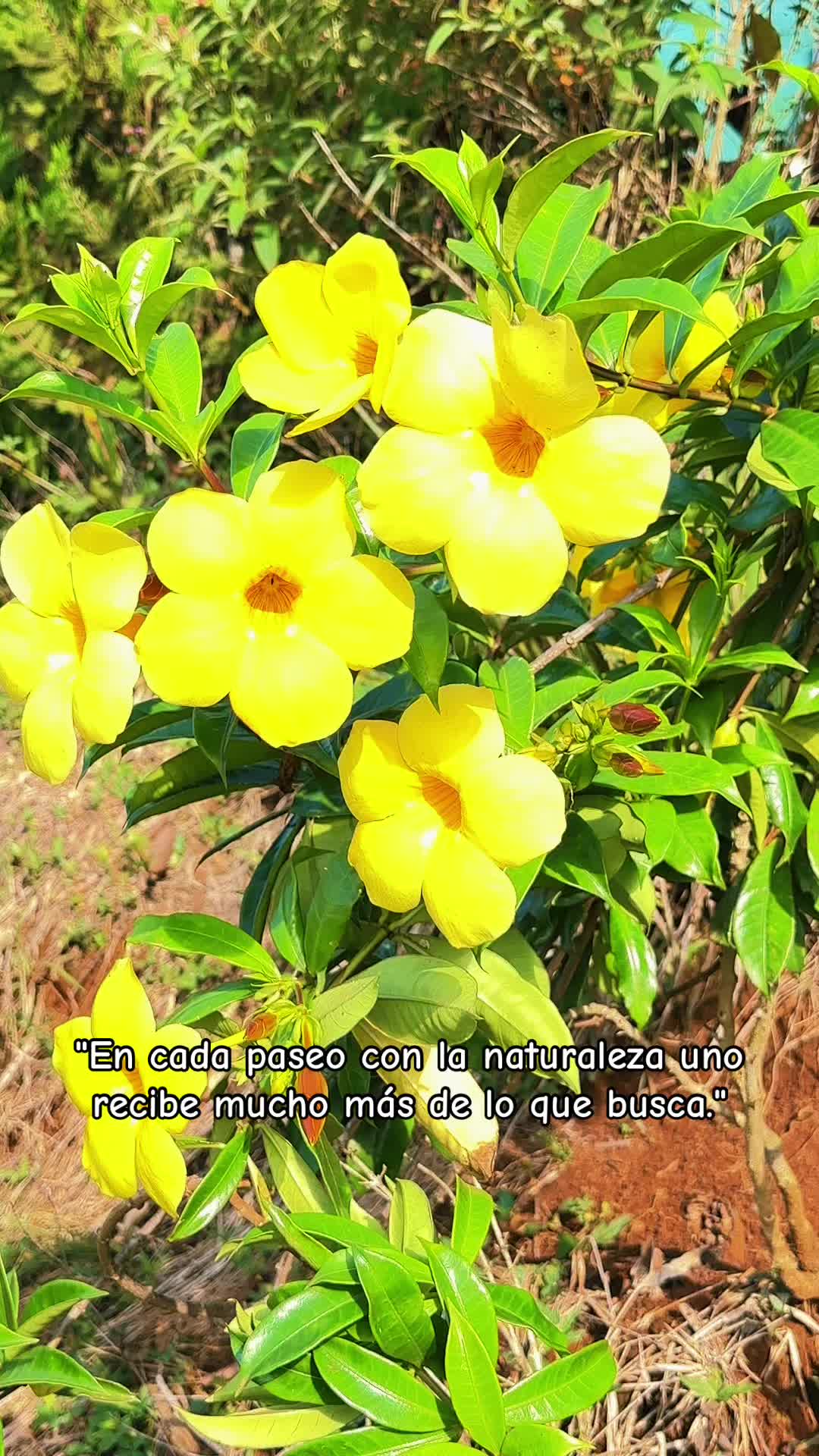 @WaldeTPacay