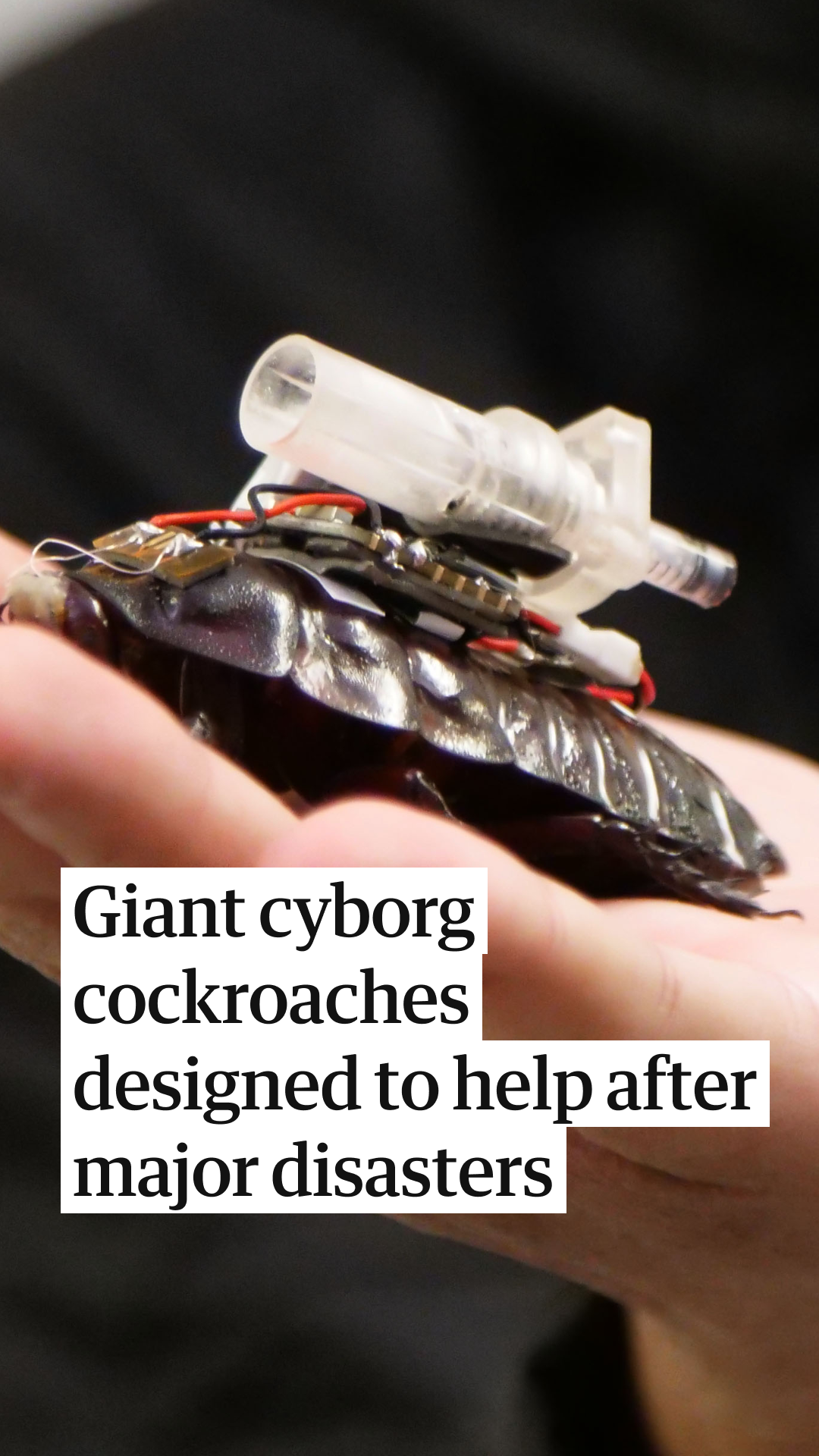 @Guardian Australia