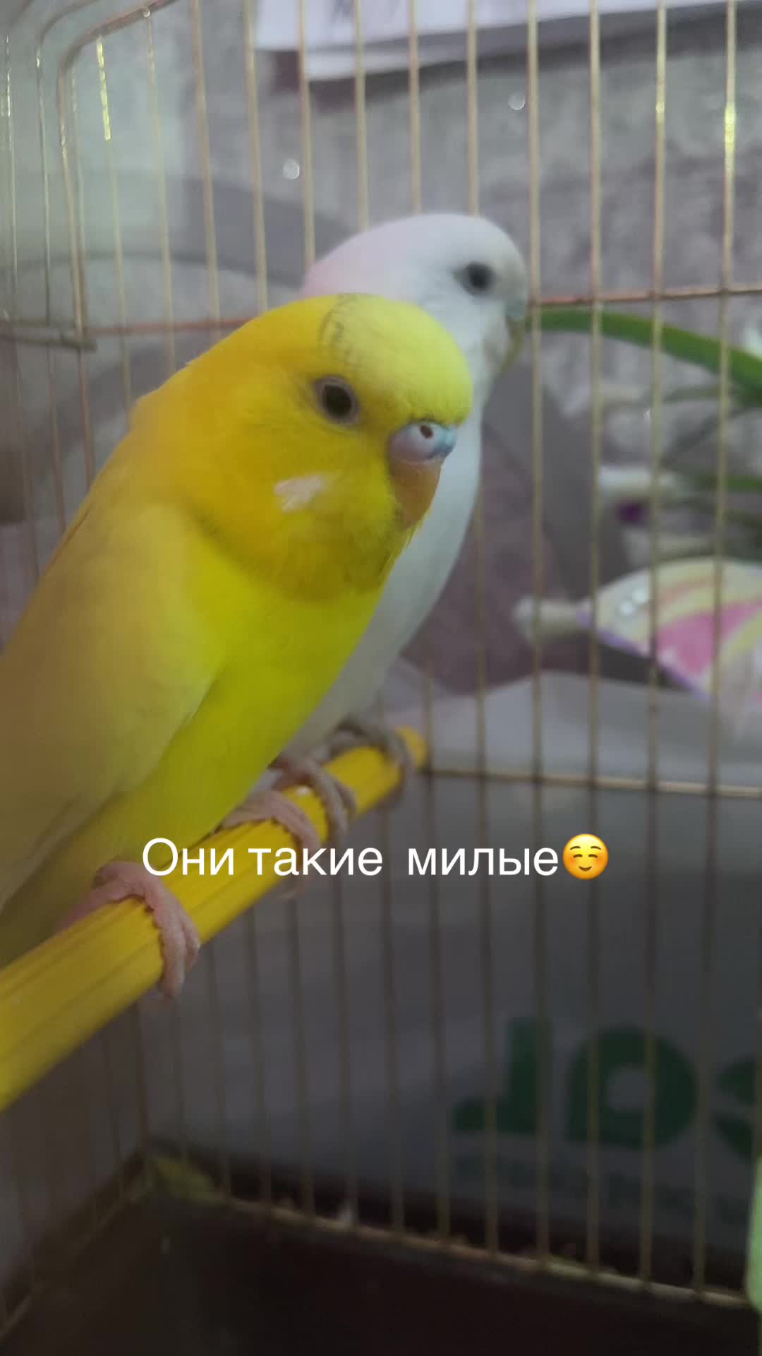 @Spyfik