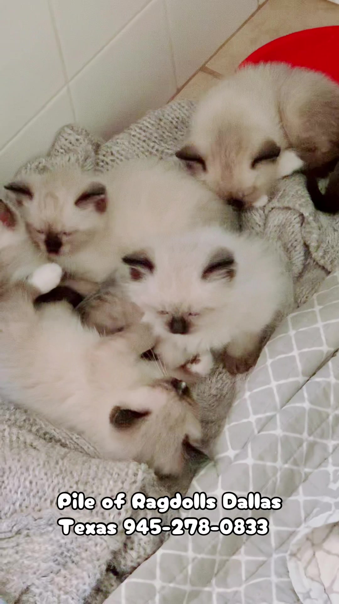 @PersianKitten