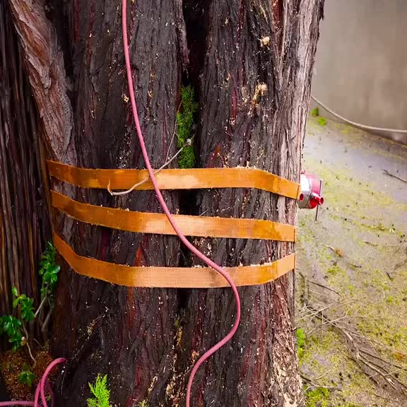 @Alex Tree Climber 👷 🇺🇸