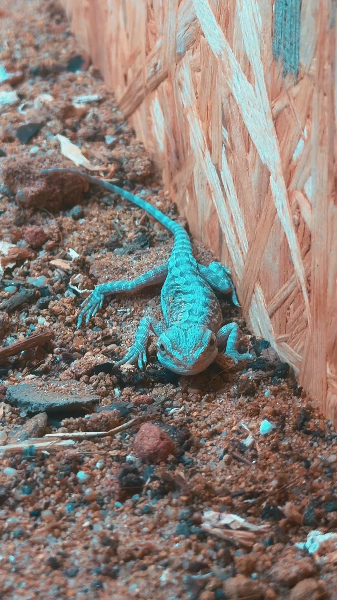 @jurassiczoo