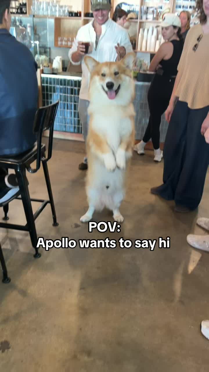 @apollothecorgimute