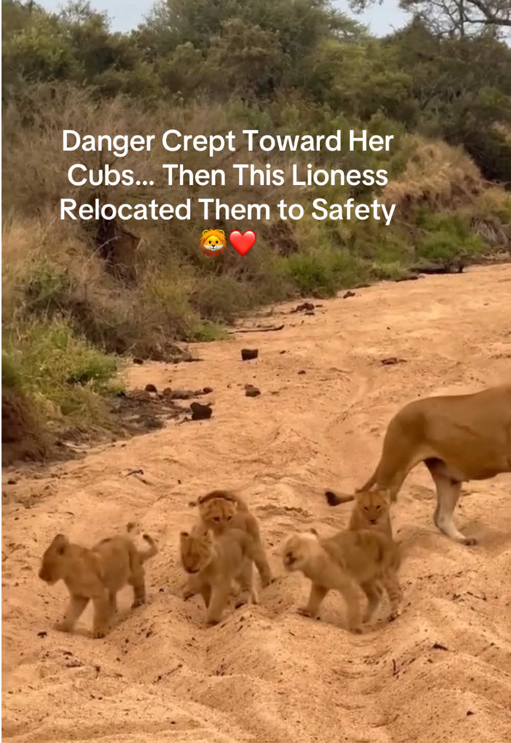 @KJ@LoveAnimalsEpicNature