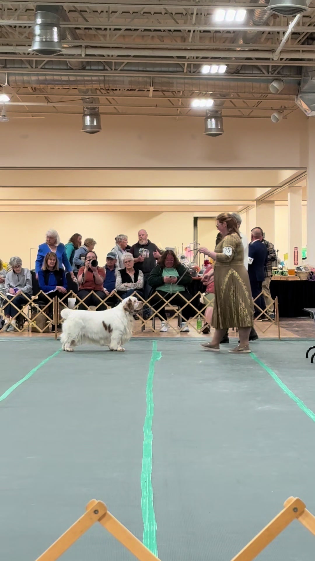 @Rainsway Clumber Spaniels