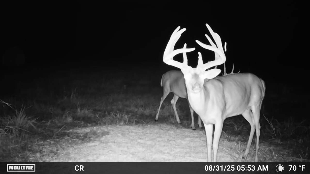 @Moultrie