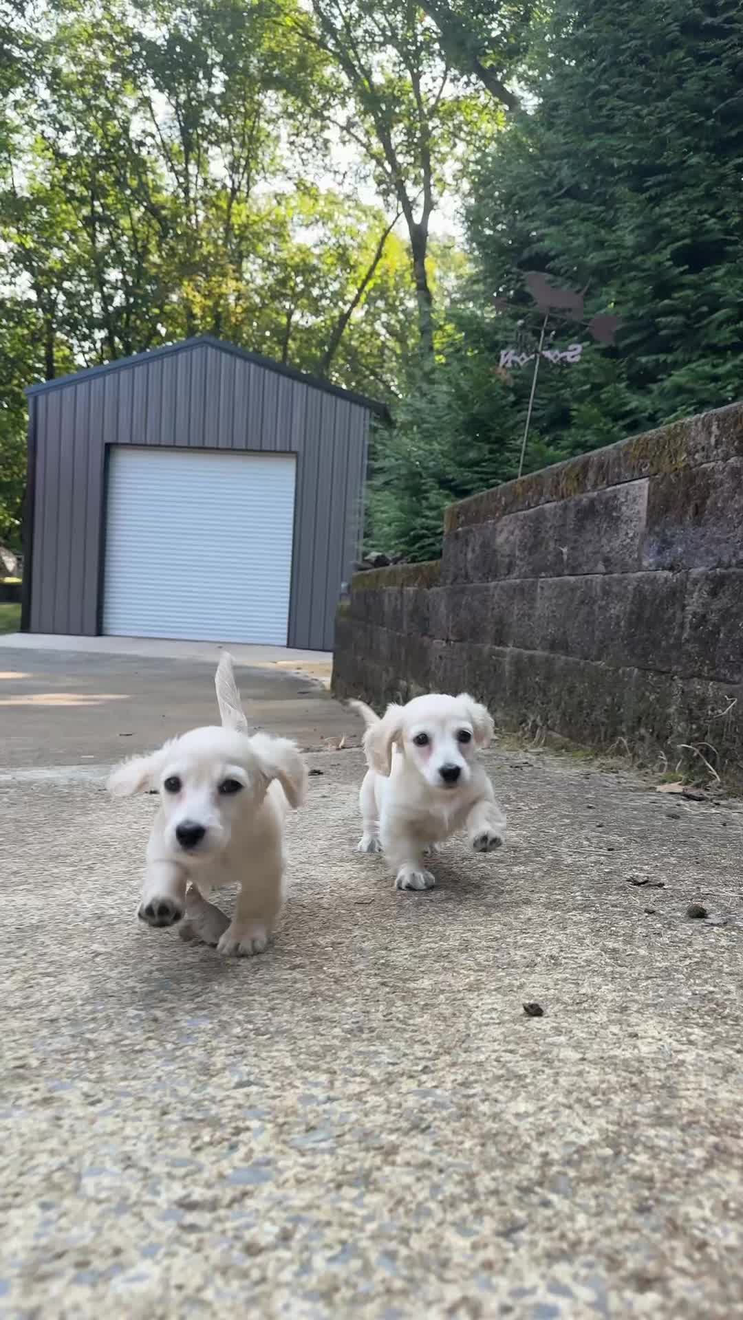 @Taylored Dachshunds