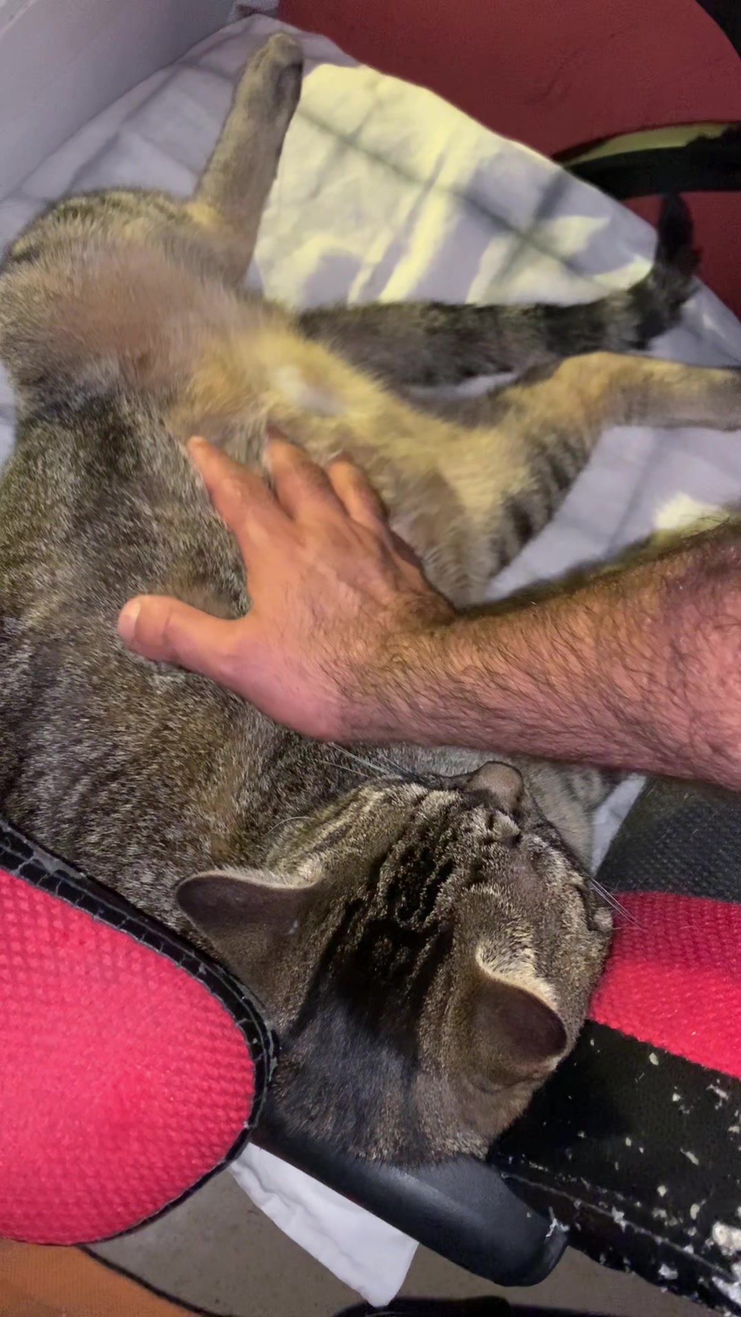@flasher et simba