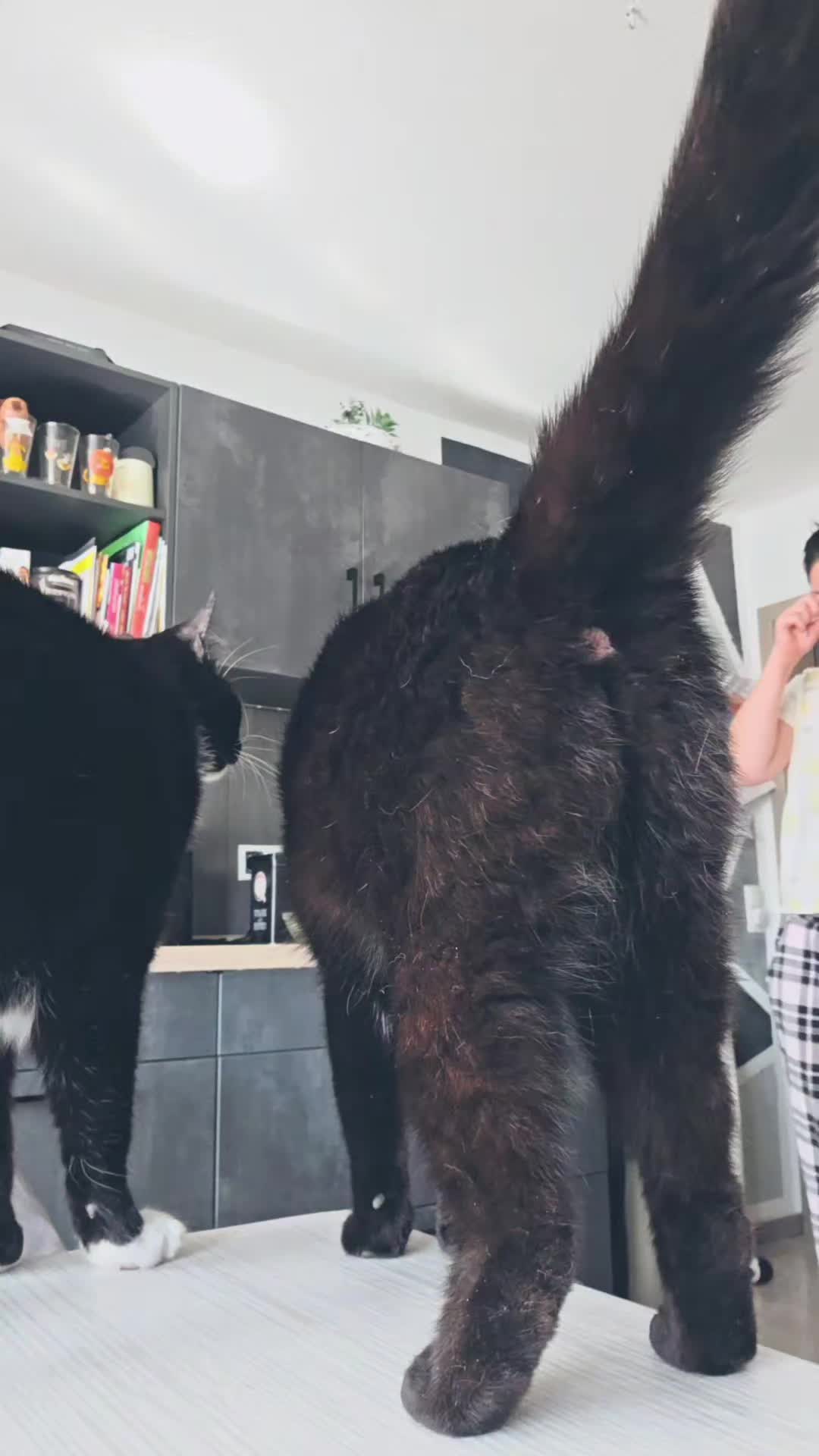 @Rodriguez & Cats 💋🐾