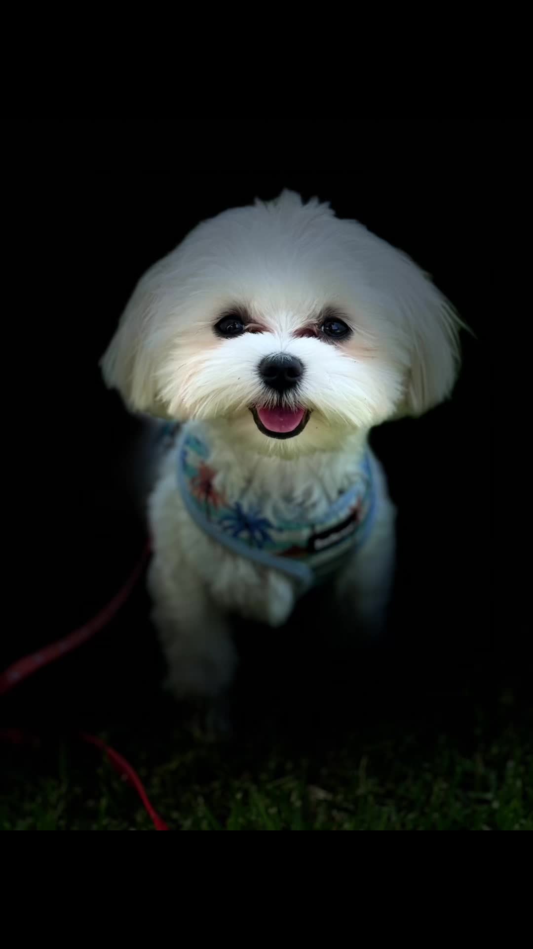 @houseofhounds24