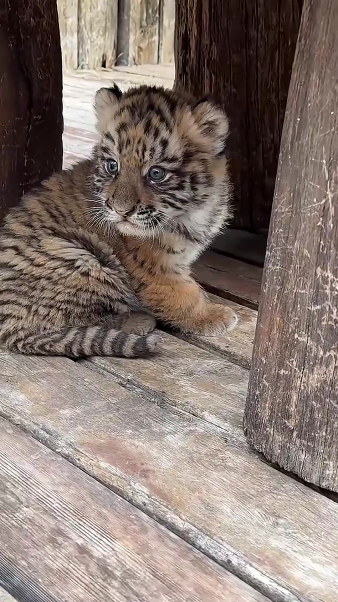 @Animal 🫶