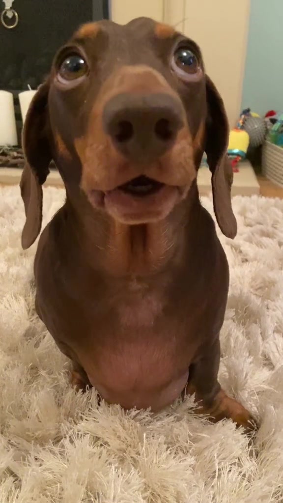 @Cute dachshund core