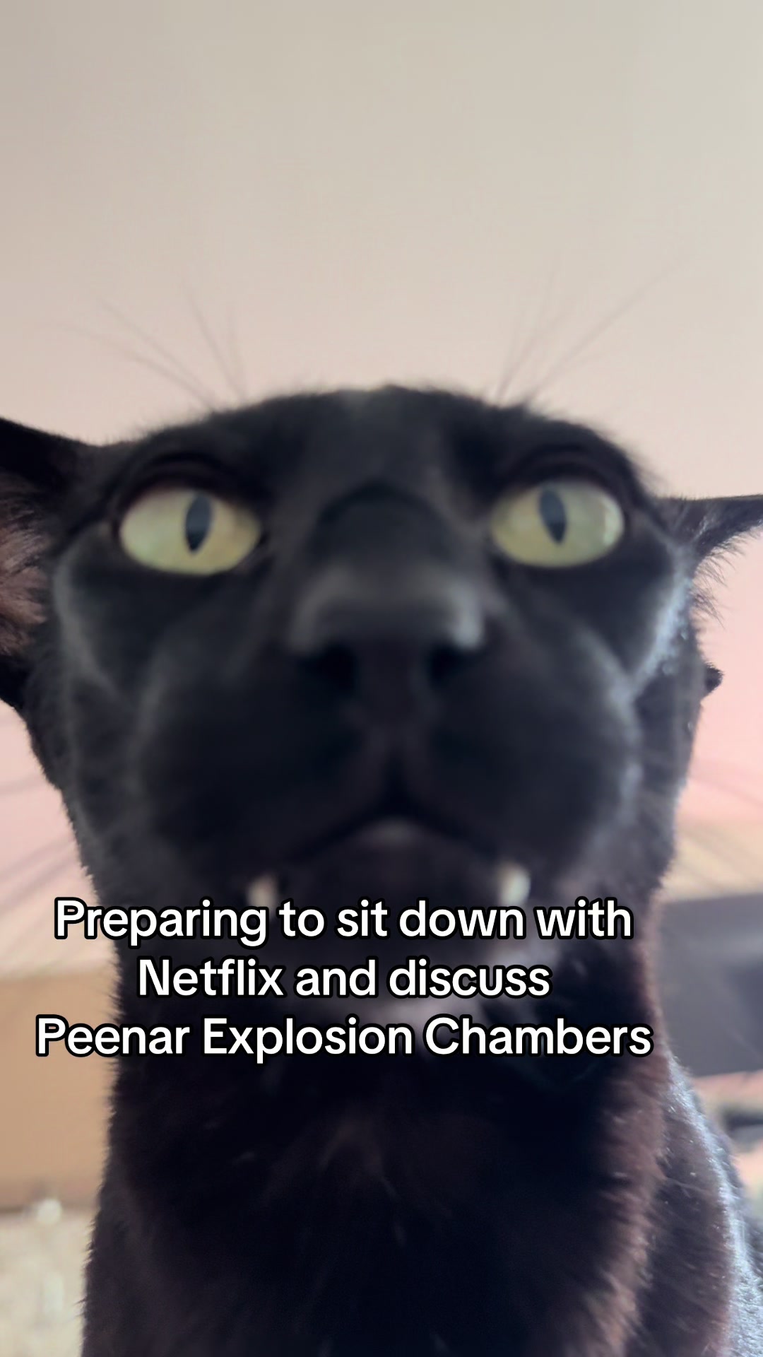@hobbikats