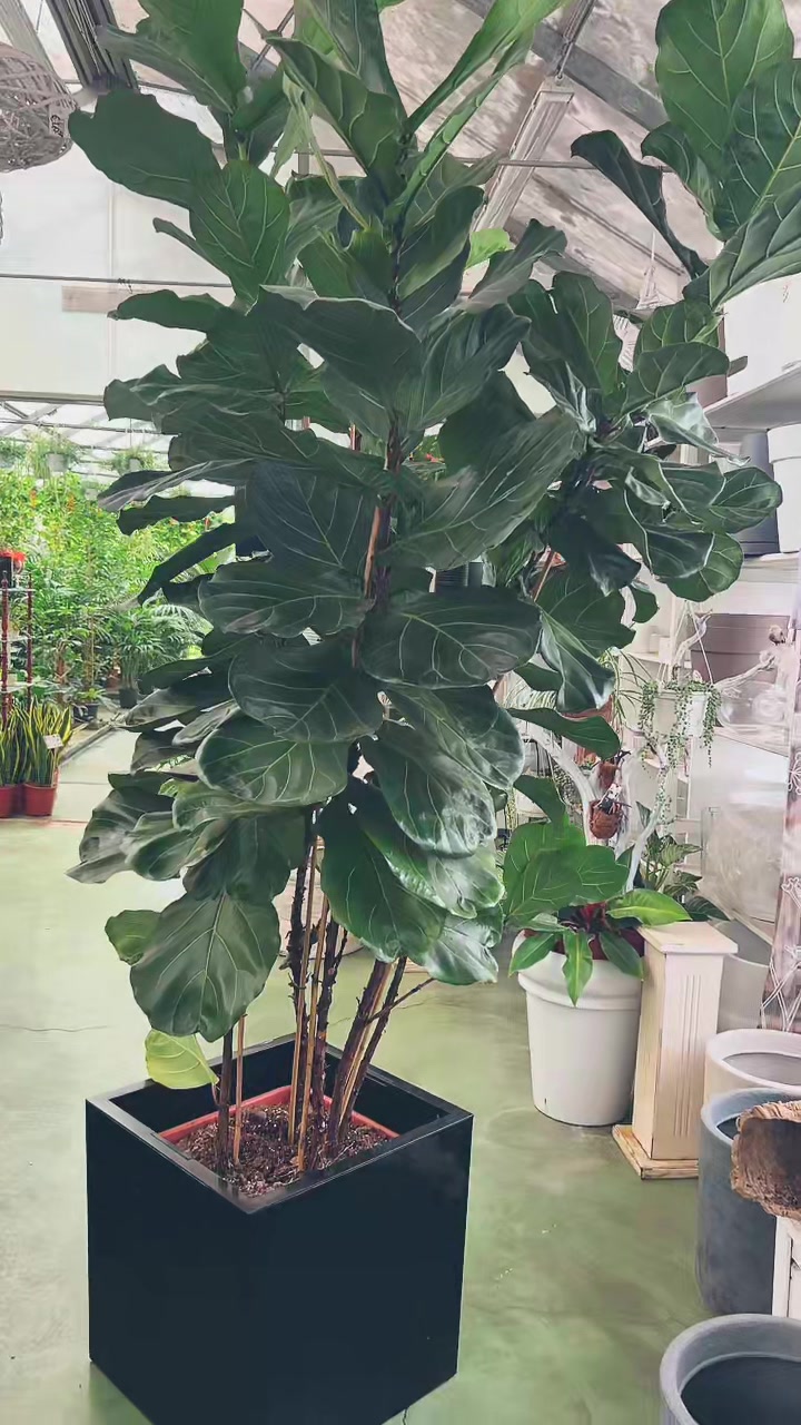 @vivaioanticogarden